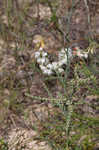 Southern jointweed